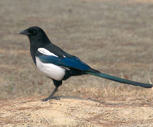 Шаазгай (Алаг шаазгай)